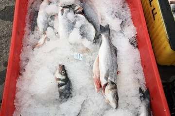 Chinchorro y varada del pescado pasados por agua (Foto TA)